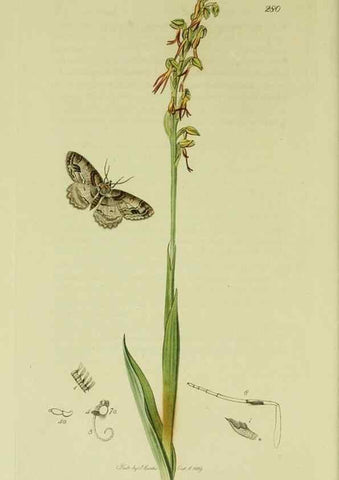 Reproducción/Reproduction 49640259598: British entomology :. London,Printed for the author,1823-1840 [i.e. 1840].. 