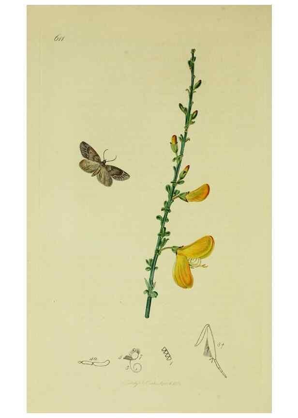 Reproducción/Reproduction 49641056367: British entomology :. London,Printed for the author,1823-1840 [i.e. 1840].. 