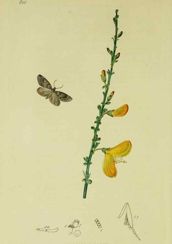 Reproducción/Reproduction 49641056367: British entomology :. London,Printed for the author,1823-1840 [i.e. 1840].. 