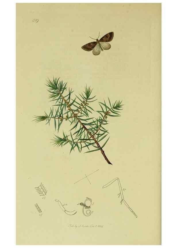Reproducción/Reproduction 49640260998: British entomology :. London,Printed for the author,1823-1840 [i.e. 1840].. 
