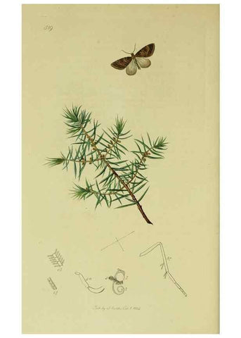 Reproducción/Reproduction 49640260998: British entomology :. London,Printed for the author,1823-1840 [i.e. 1840].. 