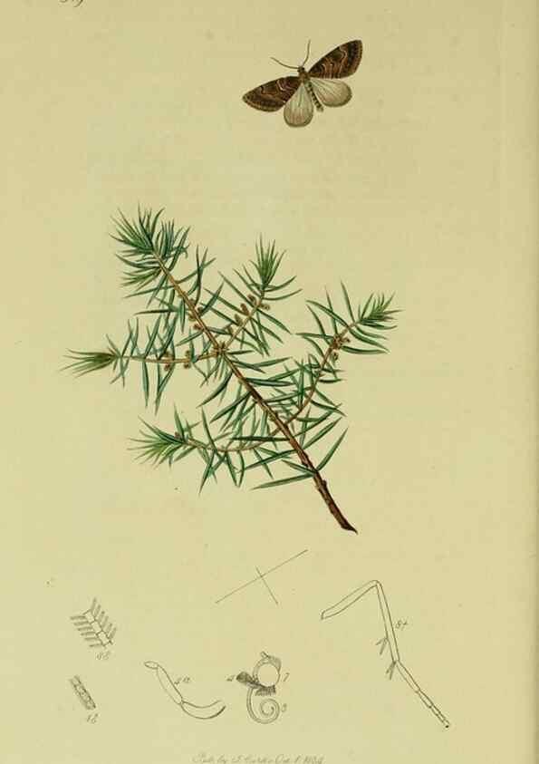 Reproducción/Reproduction 49640260998: British entomology :. London,Printed for the author,1823-1840 [i.e. 1840].. 