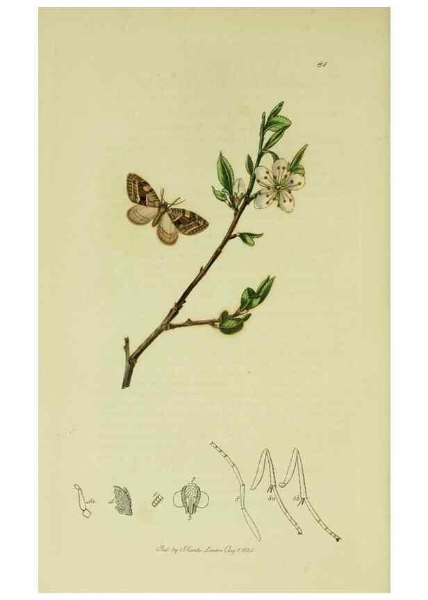 Reproducción/Reproduction 49641057142: British entomology :. London,Printed for the author,1823-1840 [i.e. 1840].. 