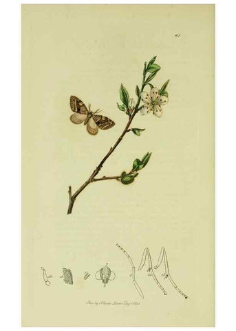 Reproducción/Reproduction 49641057142: British entomology :. London,Printed for the author,1823-1840 [i.e. 1840].. 