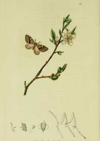 Reproducción/Reproduction 49641057142: British entomology :. London,Printed for the author,1823-1840 [i.e. 1840].. 