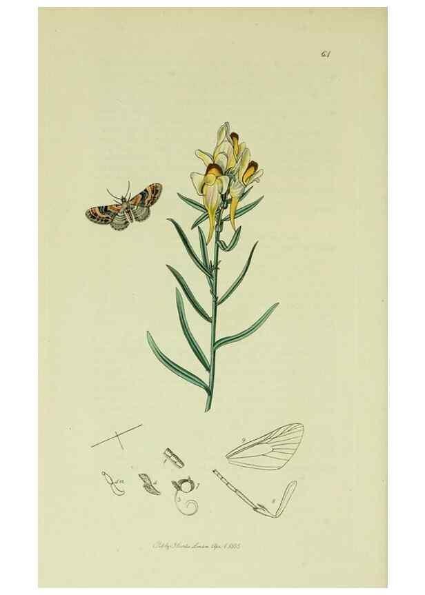 Reproducción/Reproduction 49641057557: British entomology :. London,Printed for the author,1823-1840 [i.e. 1840].. 