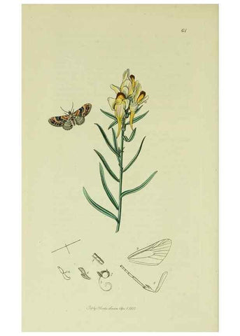 Reproducción/Reproduction 49641057557: British entomology :. London,Printed for the author,1823-1840 [i.e. 1840].. 
