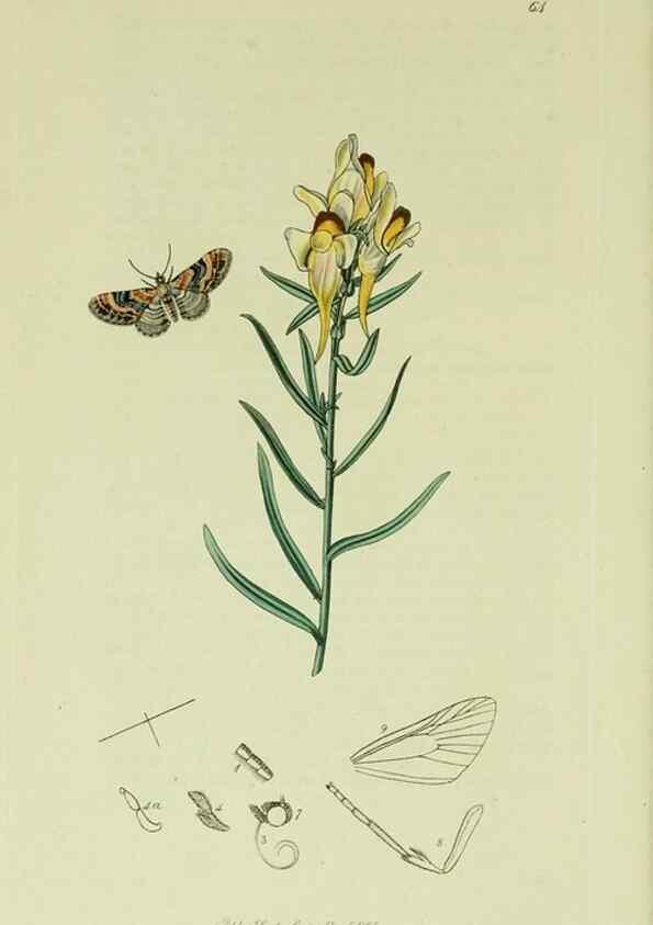 Reproducción/Reproduction 49641057557: British entomology :. London,Printed for the author,1823-1840 [i.e. 1840].. 