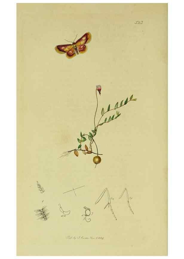 Reproducción/Reproduction 49641057912: British entomology :. London,Printed for the author,1823-1840 [i.e. 1840].. 