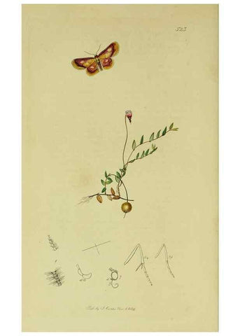 Reproducción/Reproduction 49641057912: British entomology :. London,Printed for the author,1823-1840 [i.e. 1840].. 