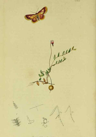 Reproducción/Reproduction 49641057912: British entomology :. London,Printed for the author,1823-1840 [i.e. 1840].. 