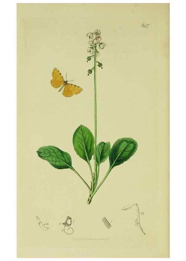 Reproducción/Reproduction 49641058307: British entomology :. London,Printed for the author,1823-1840 [i.e. 1840].. 