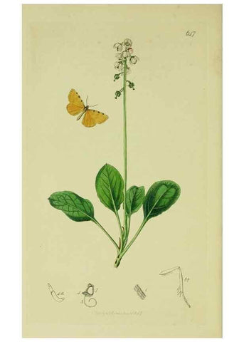 Reproducción/Reproduction 49641058307: British entomology :. London,Printed for the author,1823-1840 [i.e. 1840].. 