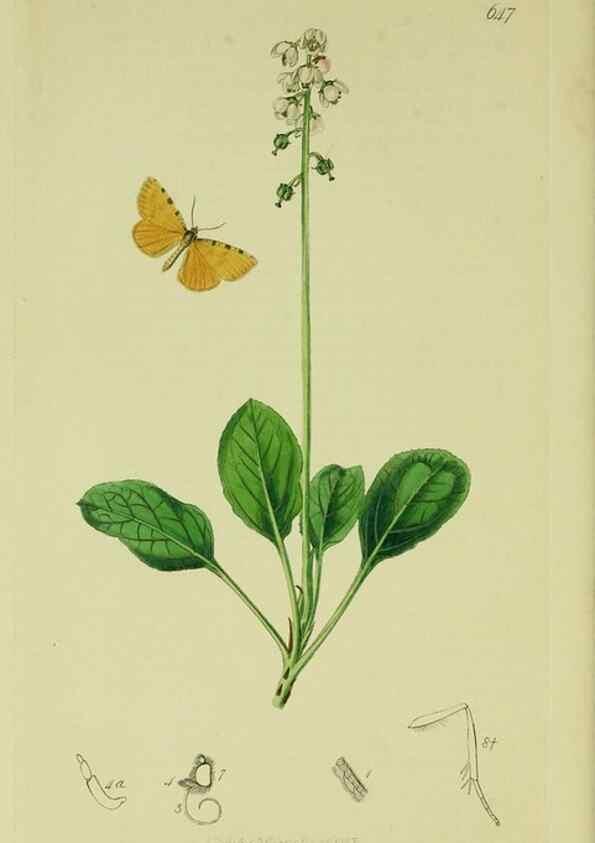 Reproducción/Reproduction 49641058307: British entomology :. London,Printed for the author,1823-1840 [i.e. 1840].. 