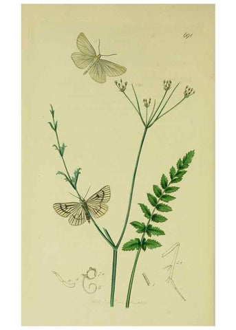 Reproducción/Reproduction 49641058817: British entomology :. London,Printed for the author,1823-1840 [i.e. 1840].. 