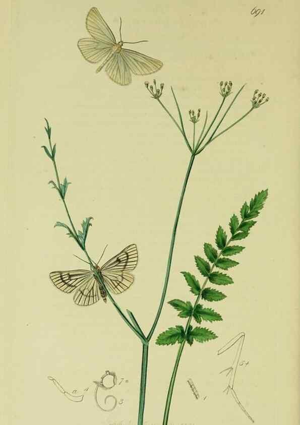 Reproducción/Reproduction 49641058817: British entomology :. London,Printed for the author,1823-1840 [i.e. 1840].. 