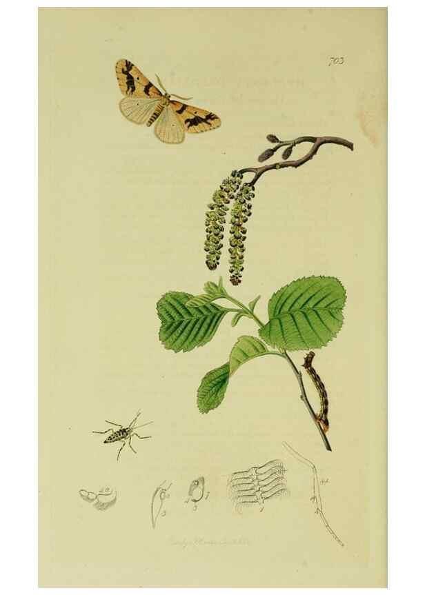Reproducción/Reproduction 49640782326: British entomology :. London,Printed for the author,1823-1840 [i.e. 1840].. 