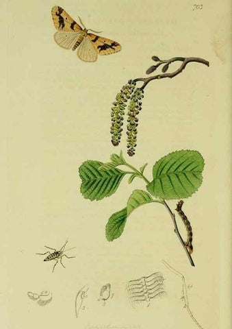Reproducción/Reproduction 49640782326: British entomology :. London,Printed for the author,1823-1840 [i.e. 1840].. 