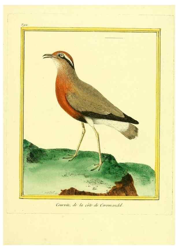 Reproducción/Reproduction 49639954363: Planches enluminées d'histoire naturelle. Paris? :s.n.,1765-1783?. 