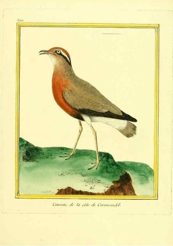 Reproducción/Reproduction 49639954363: Planches enluminées d'histoire naturelle. Paris? :s.n.,1765-1783?. 