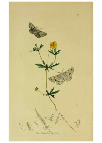 Reproducción/Reproduction 49640256393: British entomology :. London,Printed for the author,1823-1840 [i.e. 1840].. 