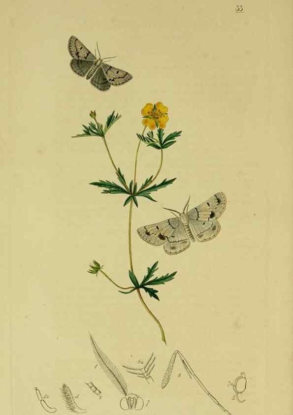 Reproducción/Reproduction 49640256393: British entomology :. London,Printed for the author,1823-1840 [i.e. 1840].. 