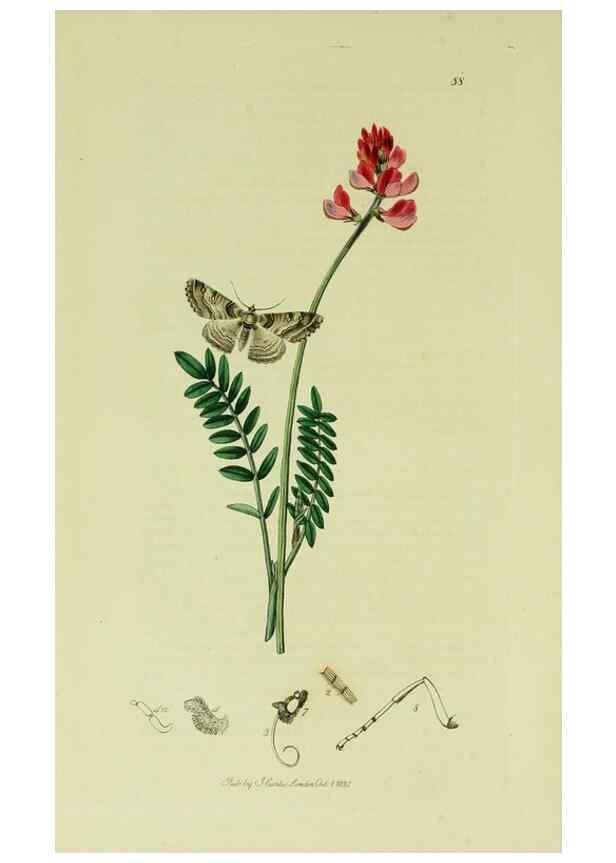 Reproducción/Reproduction 49641051357: British entomology :. London,Printed for the author,1823-1840 [i.e. 1840].. 