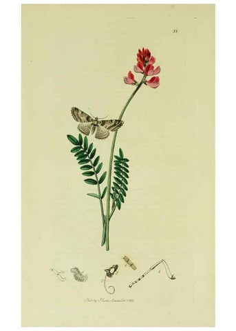 Reproducción/Reproduction 49641051357: British entomology :. London,Printed for the author,1823-1840 [i.e. 1840].. 