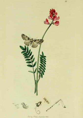 Reproducción/Reproduction 49641051357: British entomology :. London,Printed for the author,1823-1840 [i.e. 1840].. 