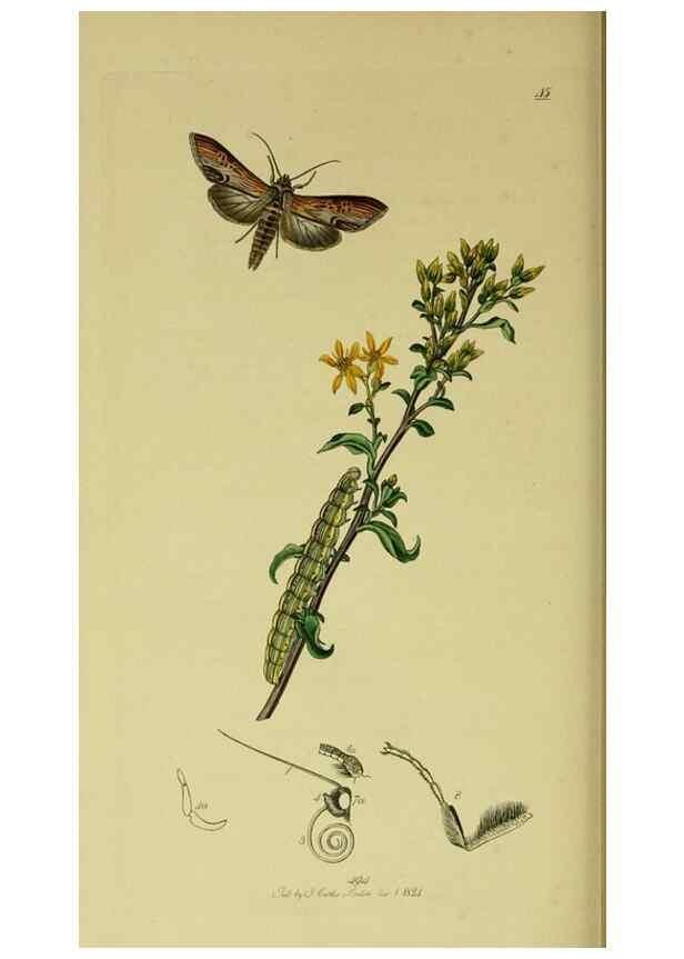 Reproducción/Reproduction 49640715401: British entomology :. London,Printed for the author,1823-1840 [i.e. 1840].. 