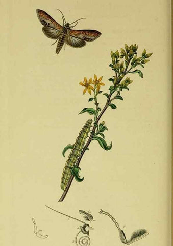 Reproducción/Reproduction 49640715401: British entomology :. London,Printed for the author,1823-1840 [i.e. 1840].. 