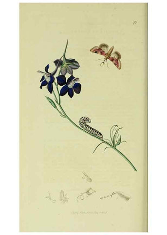 Reproducción/Reproduction 49640715671: British entomology :. London,Printed for the author,1823-1840 [i.e. 1840].. 