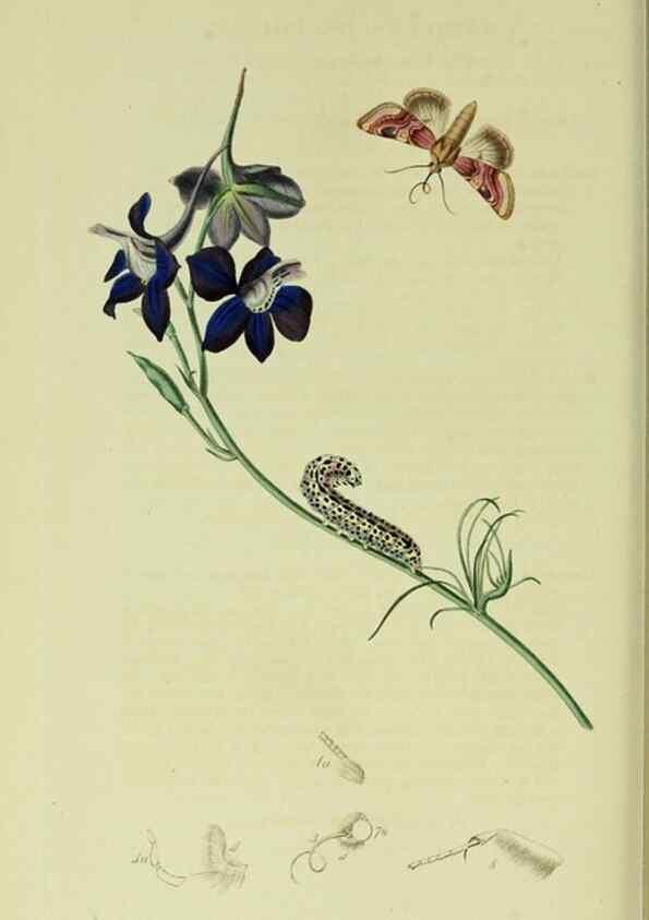Reproducción/Reproduction 49640715671: British entomology :. London,Printed for the author,1823-1840 [i.e. 1840].. 