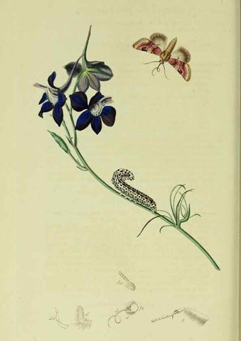 Reproducción/Reproduction 49640715671: British entomology :. London,Printed for the author,1823-1840 [i.e. 1840].. 
