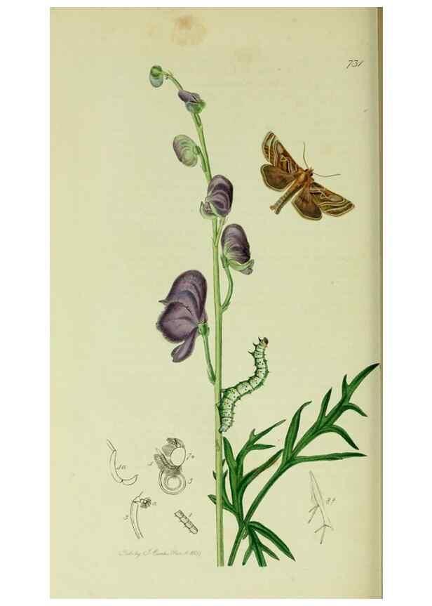 Reproducción/Reproduction 49640989352: British entomology :. London,Printed for the author,1823-1840 [i.e. 1840].. 