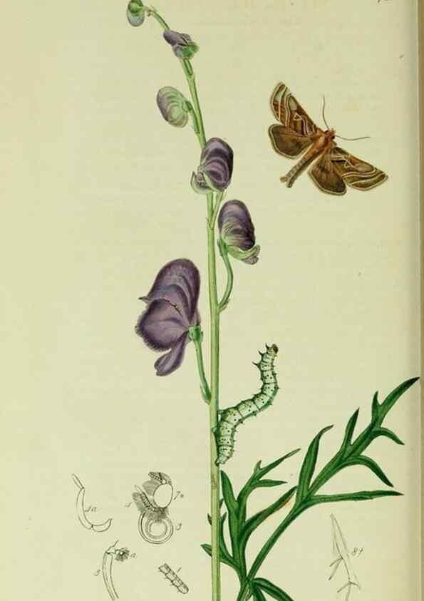 Reproducción/Reproduction 49640989352: British entomology :. London,Printed for the author,1823-1840 [i.e. 1840].. 