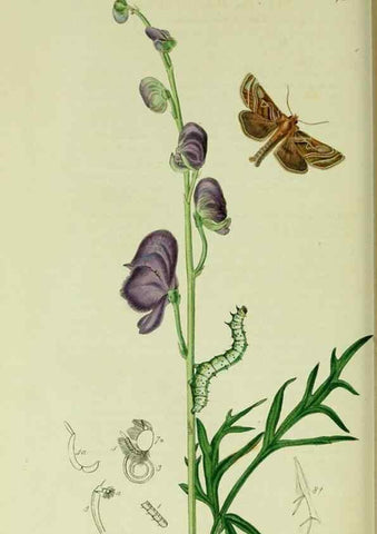 Reproducción/Reproduction 49640989352: British entomology :. London,Printed for the author,1823-1840 [i.e. 1840].. 