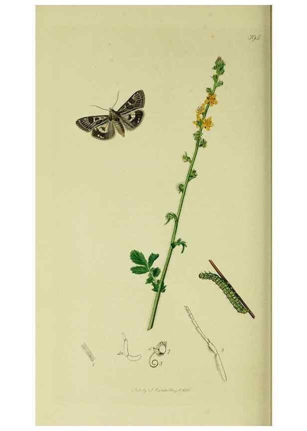 Reproducción/Reproduction 49640989692: British entomology :. London,Printed for the author,1823-1840 [i.e. 1840].. 