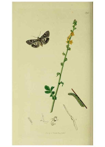 Reproducción/Reproduction 49640989692: British entomology :. London,Printed for the author,1823-1840 [i.e. 1840].. 