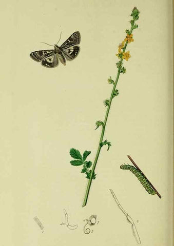 Reproducción/Reproduction 49640989692: British entomology :. London,Printed for the author,1823-1840 [i.e. 1840].. 