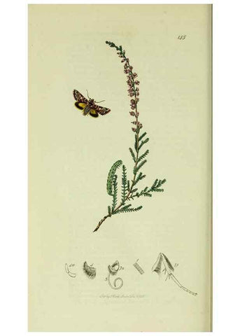 Reproducción/Reproduction 49640990052: British entomology :. London,Printed for the author,1823-1840 [i.e. 1840].. 