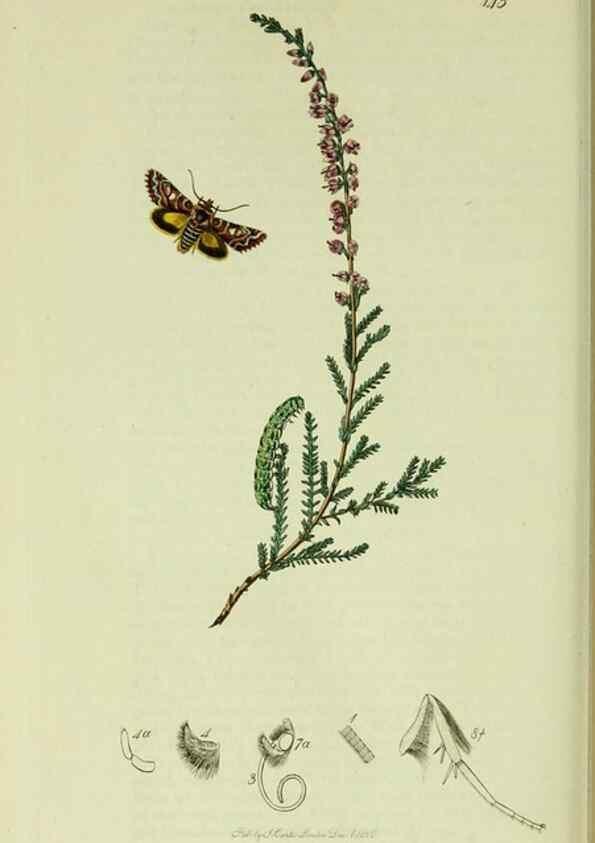 Reproducción/Reproduction 49640990052: British entomology :. London,Printed for the author,1823-1840 [i.e. 1840].. 