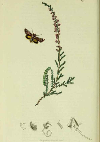 Reproducción/Reproduction 49640990052: British entomology :. London,Printed for the author,1823-1840 [i.e. 1840].. 