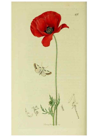 Reproducción/Reproduction 49640194408: British entomology :. London,Printed for the author,1823-1840 [i.e. 1840].. 