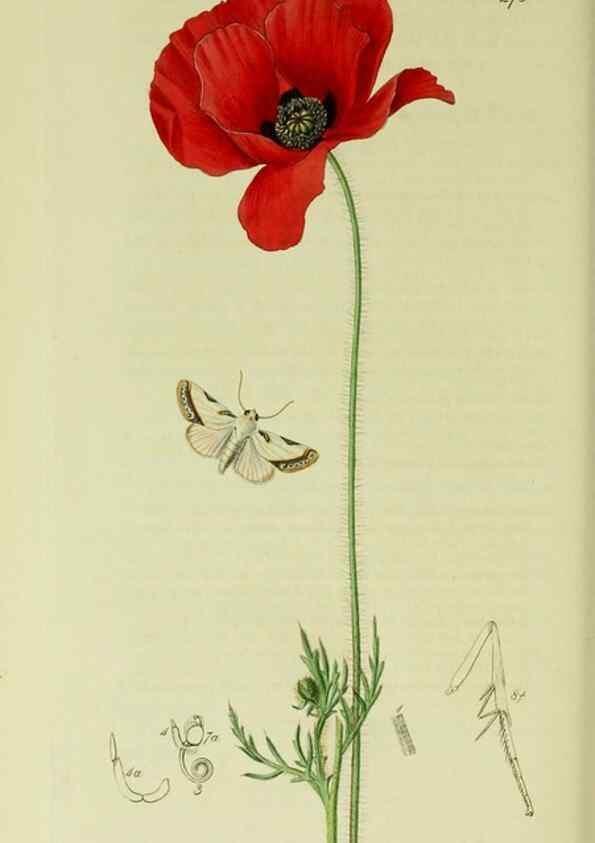 Reproducción/Reproduction 49640194408: British entomology :. London,Printed for the author,1823-1840 [i.e. 1840].. 