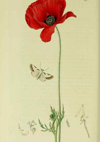 Reproducción/Reproduction 49640194408: British entomology :. London,Printed for the author,1823-1840 [i.e. 1840].. 
