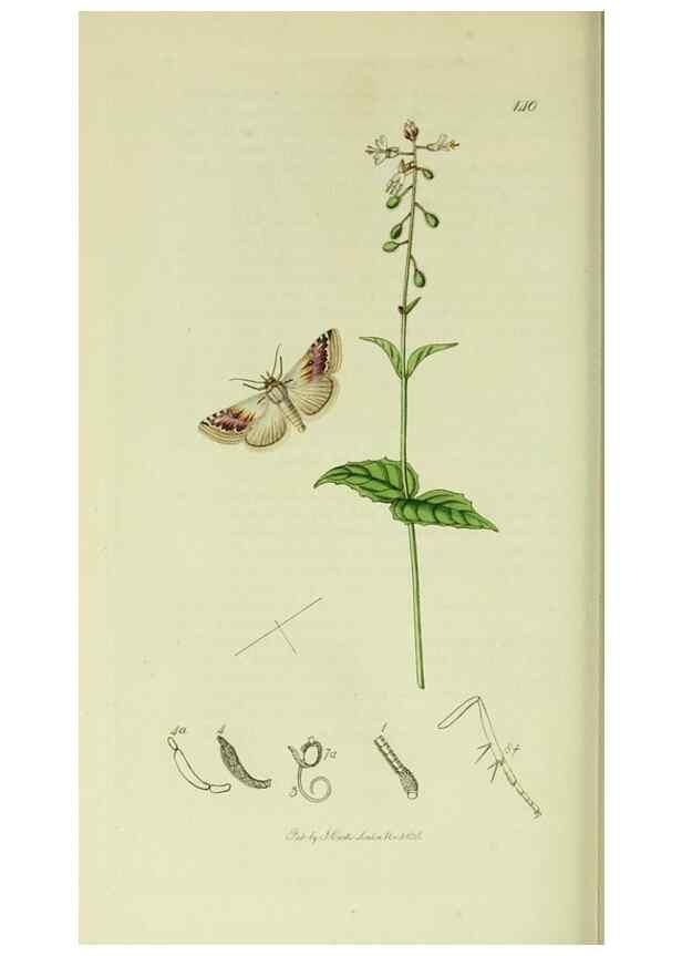 Reproducción/Reproduction 49640990597: British entomology :. London,Printed for the author,1823-1840 [i.e. 1840].. 