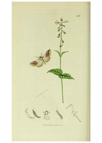 Reproducción/Reproduction 49640990597: British entomology :. London,Printed for the author,1823-1840 [i.e. 1840].. 