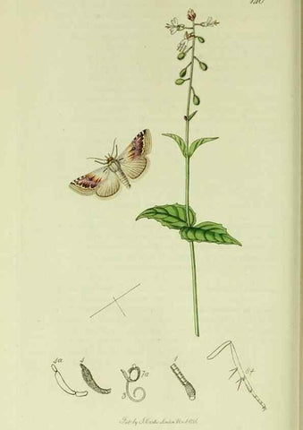 Reproducción/Reproduction 49640990597: British entomology :. London,Printed for the author,1823-1840 [i.e. 1840].. 