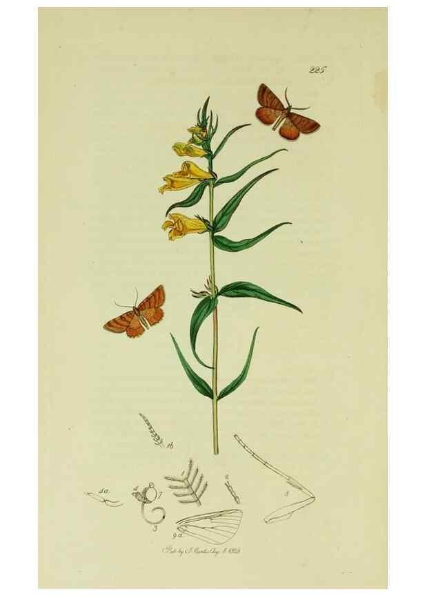 Reproducción/Reproduction 49640256008: British entomology :. London,Printed for the author,1823-1840 [i.e. 1840].. 